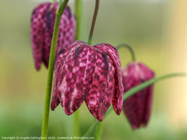 Snake's Head Fritillary Picture Board by Angela Cottingham