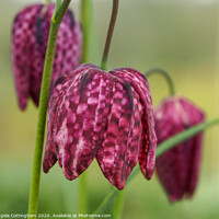 Buy canvas prints of Snake's Head Fritillary by Angela Cottingham