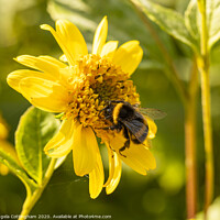 Buy canvas prints of Bumblebee on a Helianthus flower by Angela Cottingham