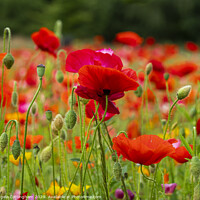 Buy canvas prints of Summer Poppies by Angela Cottingham