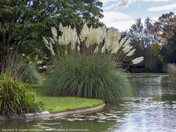 Pampas Grass by the Lake Picture Board by Angela Cottingham