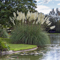 Buy canvas prints of Pampas Grass by the Lake by Angela Cottingham