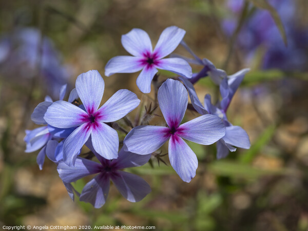 Creeping Phlox Picture Board by Angela Cottingham