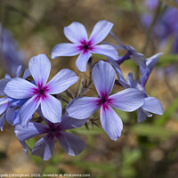 Buy canvas prints of Creeping Phlox by Angela Cottingham