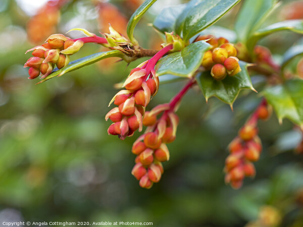 Berberis Buds Picture Board by Angela Cottingham
