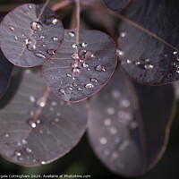 Buy canvas prints of Wet Leaves by Angela Cottingham