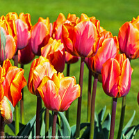 Buy canvas prints of Hermatage Tulips by Angela Cottingham