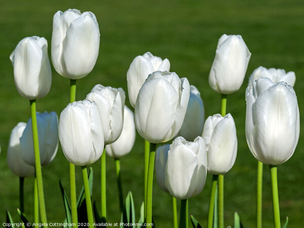 White Tulips Picture Board by Angela Cottingham