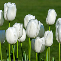 Buy canvas prints of White Tulips by Angela Cottingham
