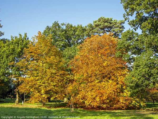 Autumn Colours Picture Board by Angela Cottingham