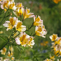 Buy canvas prints of Peruvian Lilies by Angela Cottingham