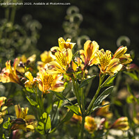 Buy canvas prints of Peruvian Lilies in Sunlight by Angela Cottingham