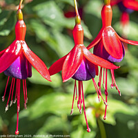 Buy canvas prints of Red and purple Fuchsia flowers, variety 'Mrs Popple' by Angela Cottingham