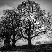 Buy canvas prints of Black and White Trees by Angela Cottingham