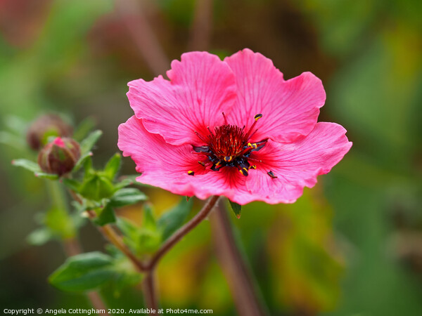 Pink Potentilla Picture Board by Angela Cottingham