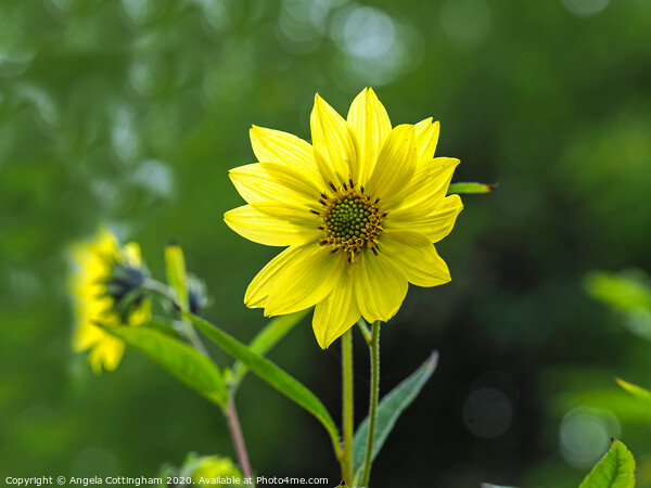 Narrow-Leaved Sunflower Picture Board by Angela Cottingham
