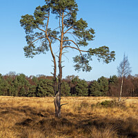 Buy canvas prints of Pine Tree at Skipwith Common by Angela Cottingham