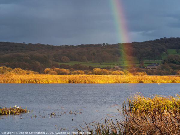 Rainbow at Leighton Moss Picture Board by Angela Cottingham