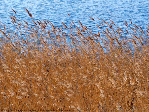 Reeds Beside a Pond Picture Board by Angela Cottingham