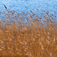 Buy canvas prints of Reeds Beside a Pond by Angela Cottingham