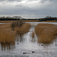 Buy canvas prints of Far Ings Nature Reserve by Angela Cottingham