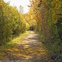 Buy canvas prints of Autumn Hedgerow by Angela Cottingham
