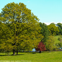 Buy canvas prints of Trees in the Park by Angela Cottingham