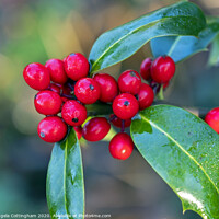 Buy canvas prints of Holly Berries by Angela Cottingham