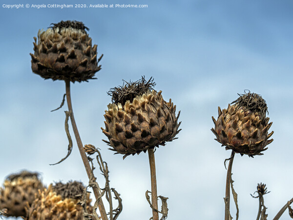 Cardoon Seed Pods Picture Board by Angela Cottingham