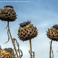 Buy canvas prints of Cardoon Seed Pods by Angela Cottingham