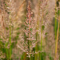 Buy canvas prints of Korean feather reed grass by Angela Cottingham