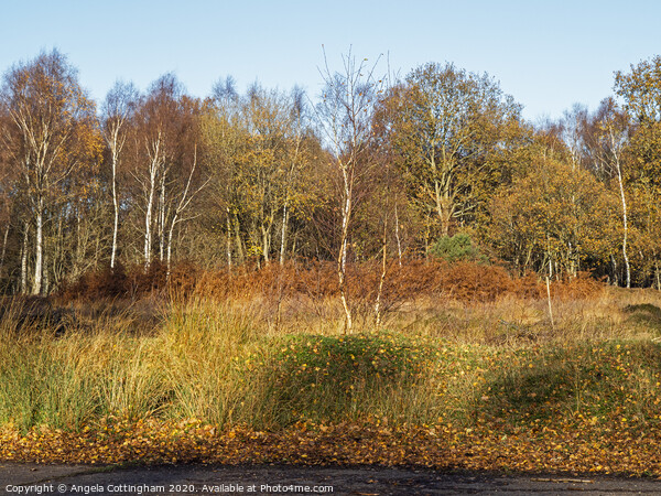 Winter Colours at Skipwith Common Picture Board by Angela Cottingham