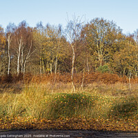 Buy canvas prints of Winter Colours at Skipwith Common by Angela Cottingham