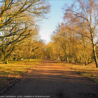 Buy canvas prints of Tree-lined Lane by Angela Cottingham