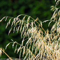 Buy canvas prints of Ornamental Grass in Sunlight by Angela Cottingham