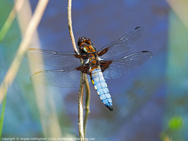 Broad-Bodied Chaser Picture Board by Angela Cottingham