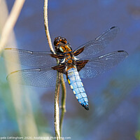 Buy canvas prints of Broad-Bodied Chaser by Angela Cottingham