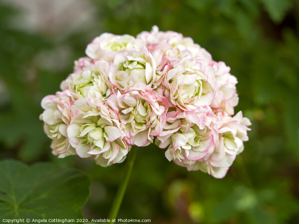 Geranium Apple Blossom Picture Board by Angela Cottingham