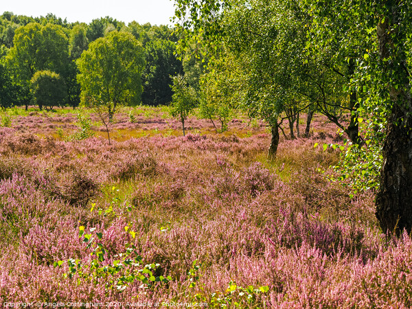 Heather Flowering at Skipwith Common Picture Board by Angela Cottingham