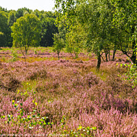 Buy canvas prints of Heather Flowering at Skipwith Common by Angela Cottingham