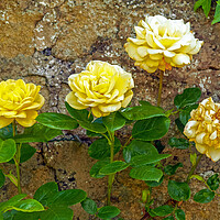 Buy canvas prints of Roses in a Walled Garden by Angela Cottingham