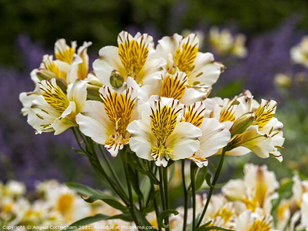 Lovely white and yellow Alstroemeria Peruvian lilies Picture Board by Angela Cottingham