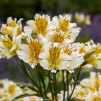 Buy canvas prints of Lovely white and yellow Alstroemeria Peruvian lilies by Angela Cottingham