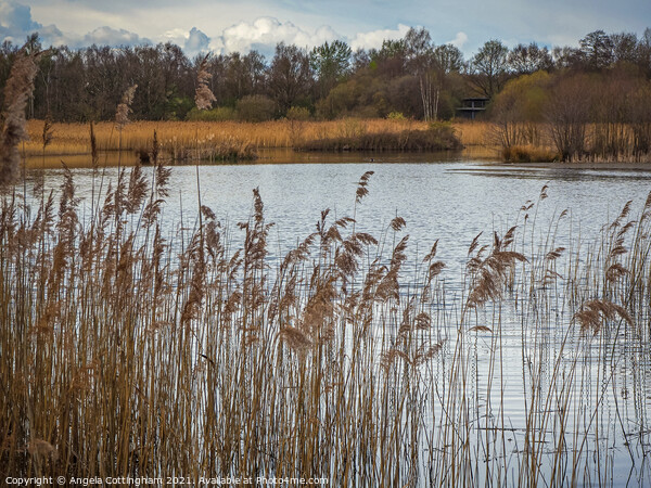 Reeds at Potteric Carr Picture Board by Angela Cottingham