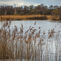 Buy canvas prints of Reeds at Potteric Carr by Angela Cottingham