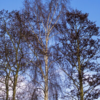 Buy canvas prints of Bare Winter Trees by Angela Cottingham