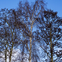 Buy canvas prints of Stark Winter Trees by Angela Cottingham