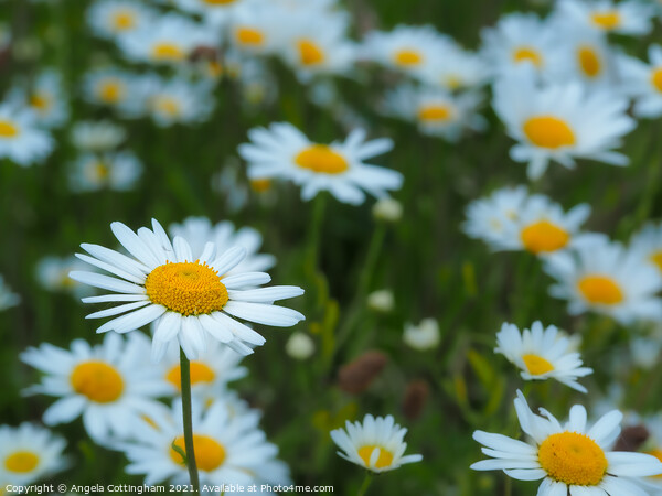 White Daisies Picture Board by Angela Cottingham