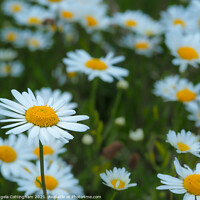 Buy canvas prints of White Daisies by Angela Cottingham
