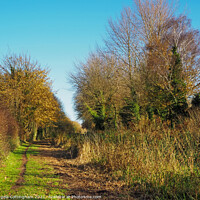 Buy canvas prints of Sunny Winter Footpath by Angela Cottingham